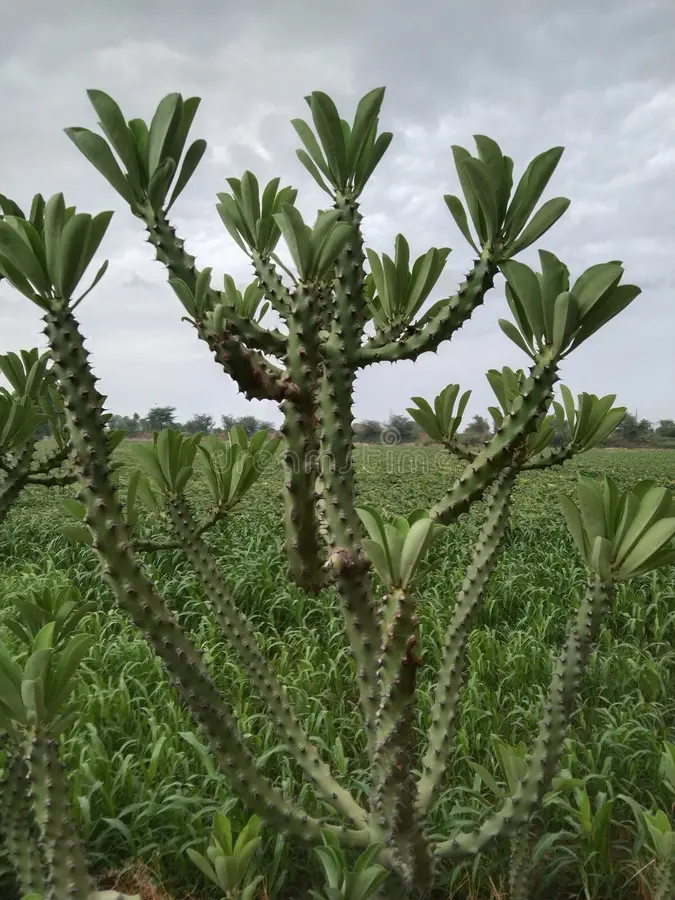 Euphorbia neriifolia - Imagen 5