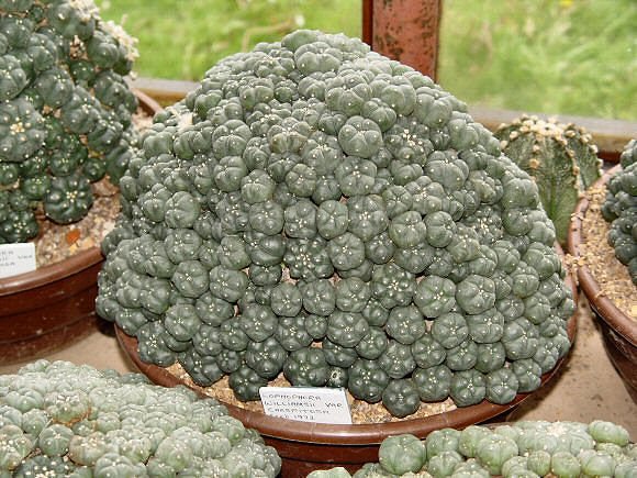 Lophophora williamsii caespitosa - Imagen 7