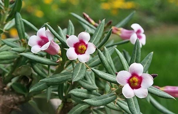 Pachypodium bispinosum - Imagen 4
