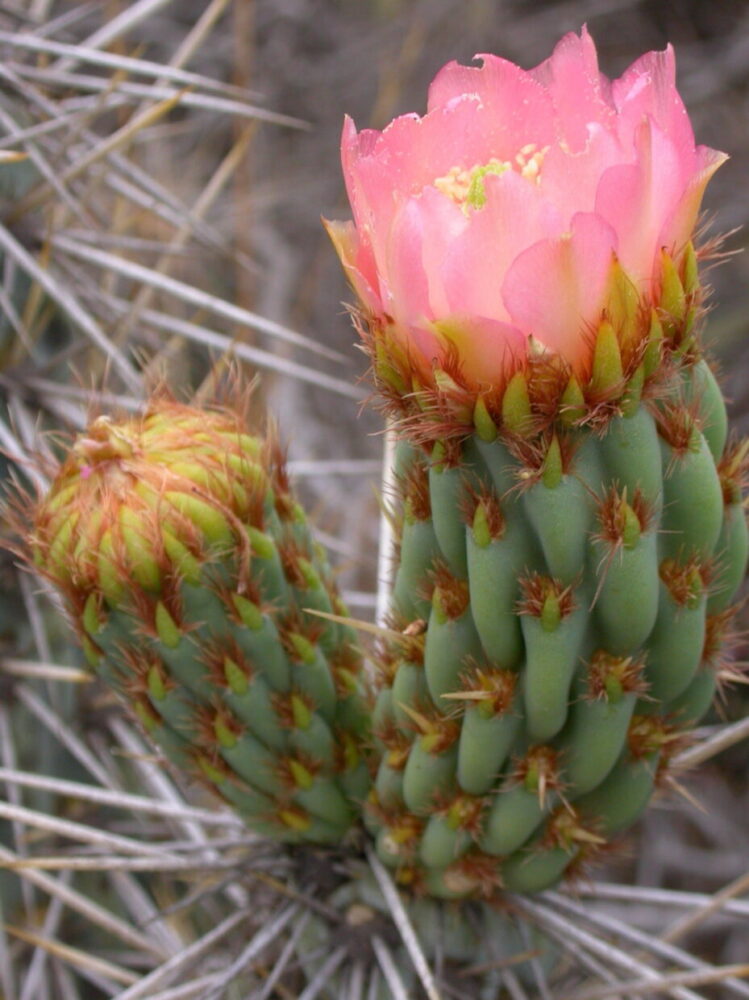 Miqueliopuntia miquelii - Imagen 3