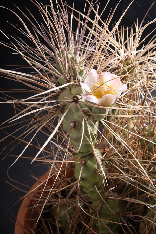 Tephrocactus aoracanthus subsp. paediophilus - Imagen 3