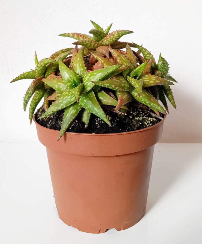 Aloe jucunda - Imagen 2