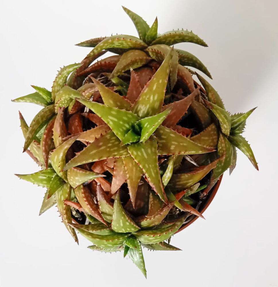 Aloe jucunda - Imagen 3