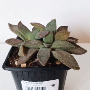 Aloinopsis rubrolineata