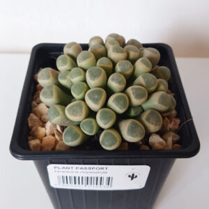 Fenestraria rhopalophylla