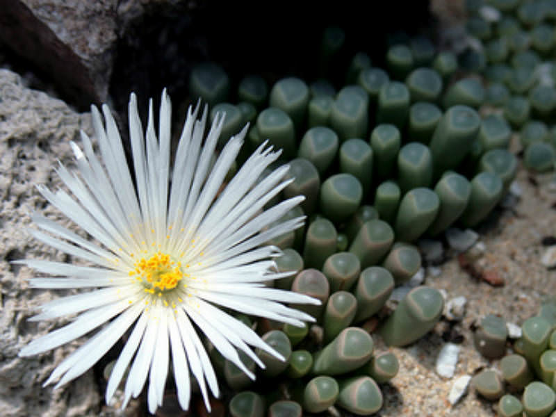 Fenestraria rhopalophylla - Imagen 3