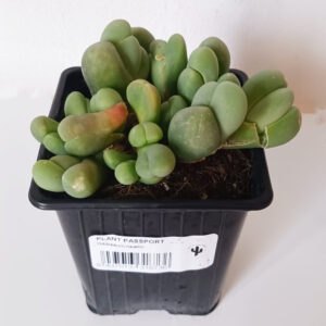 Gibbaeum heathii