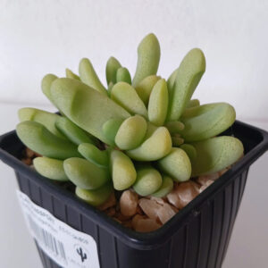 Glottiphyllum oligocarpum