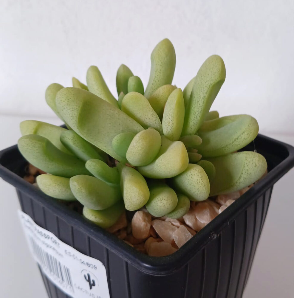 Glottiphyllum oligocarpum