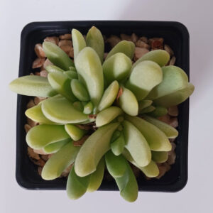 Glottiphyllum oligocarpum