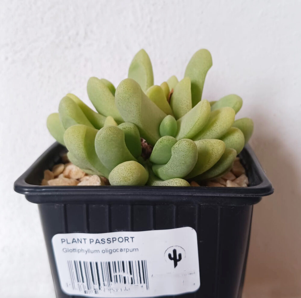 Glottiphyllum oligocarpum - Imagen 3