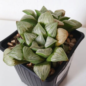 Haworthia byakuya