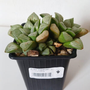 Haworthia byakuya