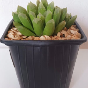Haworthia tremenda