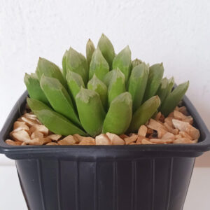 Haworthia tremenda
