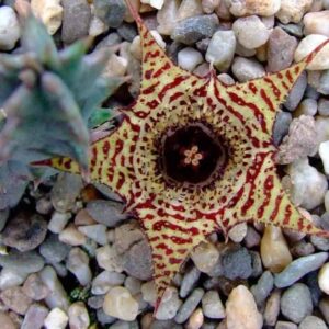 Huernia stapeliiformis