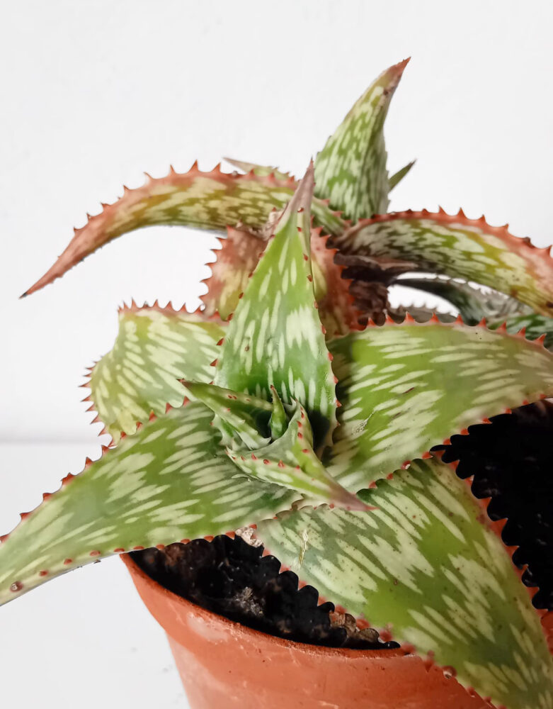 Aloe somaliensis - Imagen 3