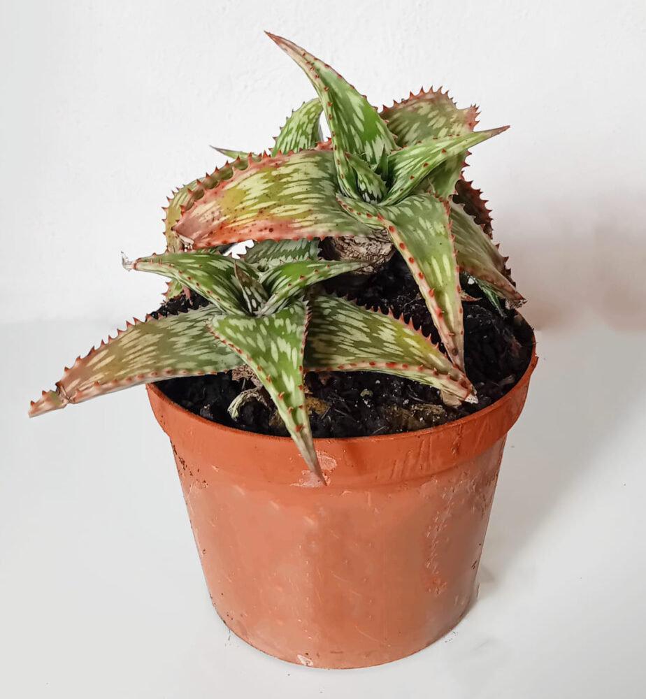 Aloe somaliensis - Imagen 2