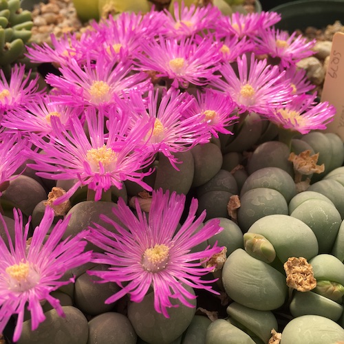 Gibbaeum heathii - Imagen 4