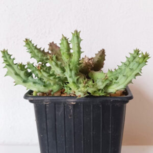 Huernia stapeliiformis