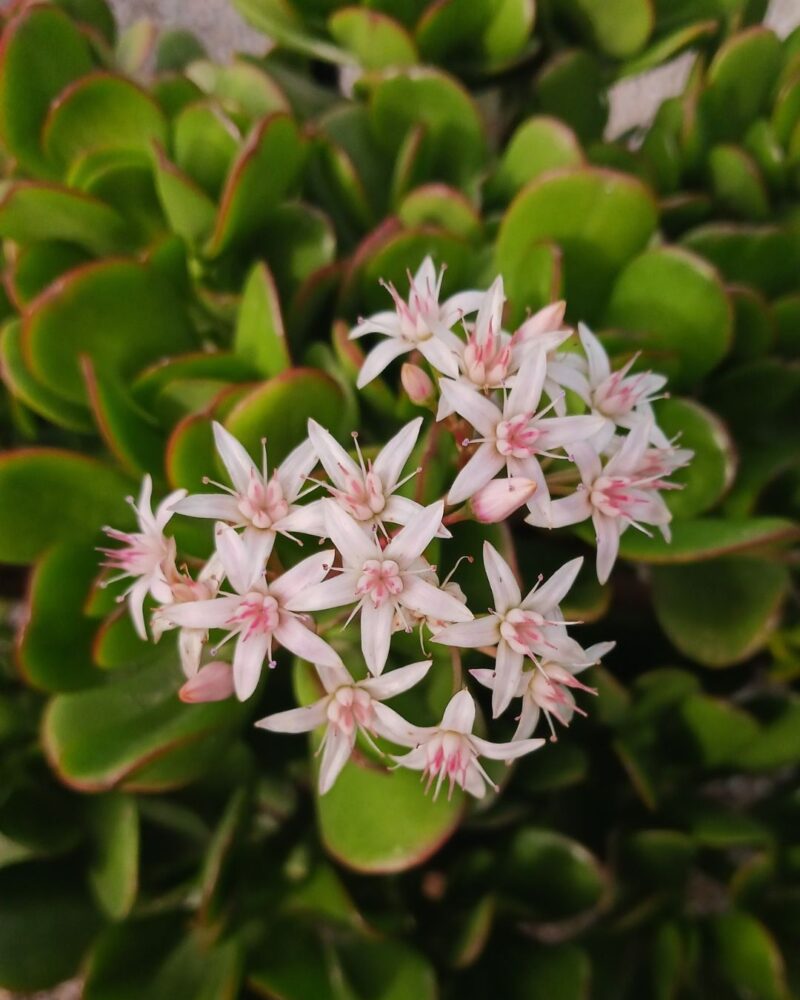 comprar suculentas online