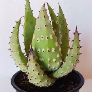 Aloe aculeata