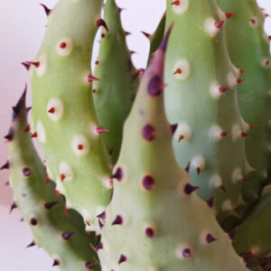 Aloe aculeata