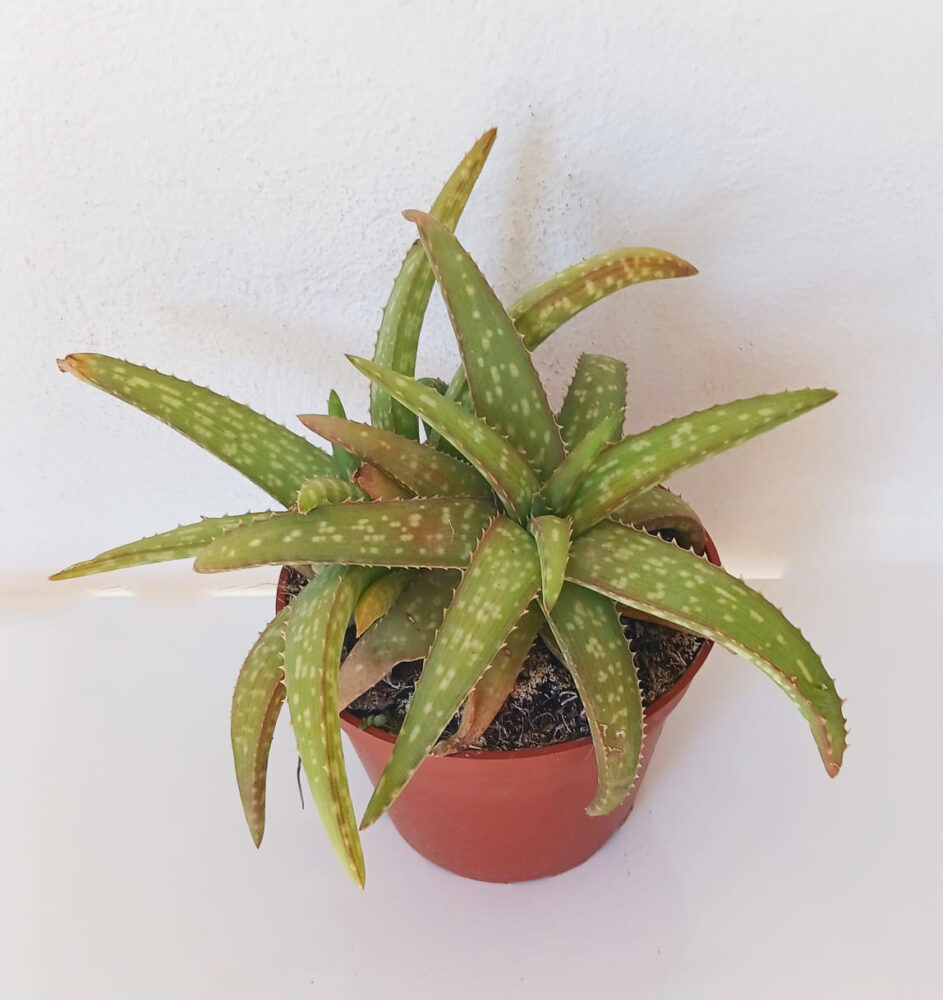 Aloe ellenbeckii - Imagen 2