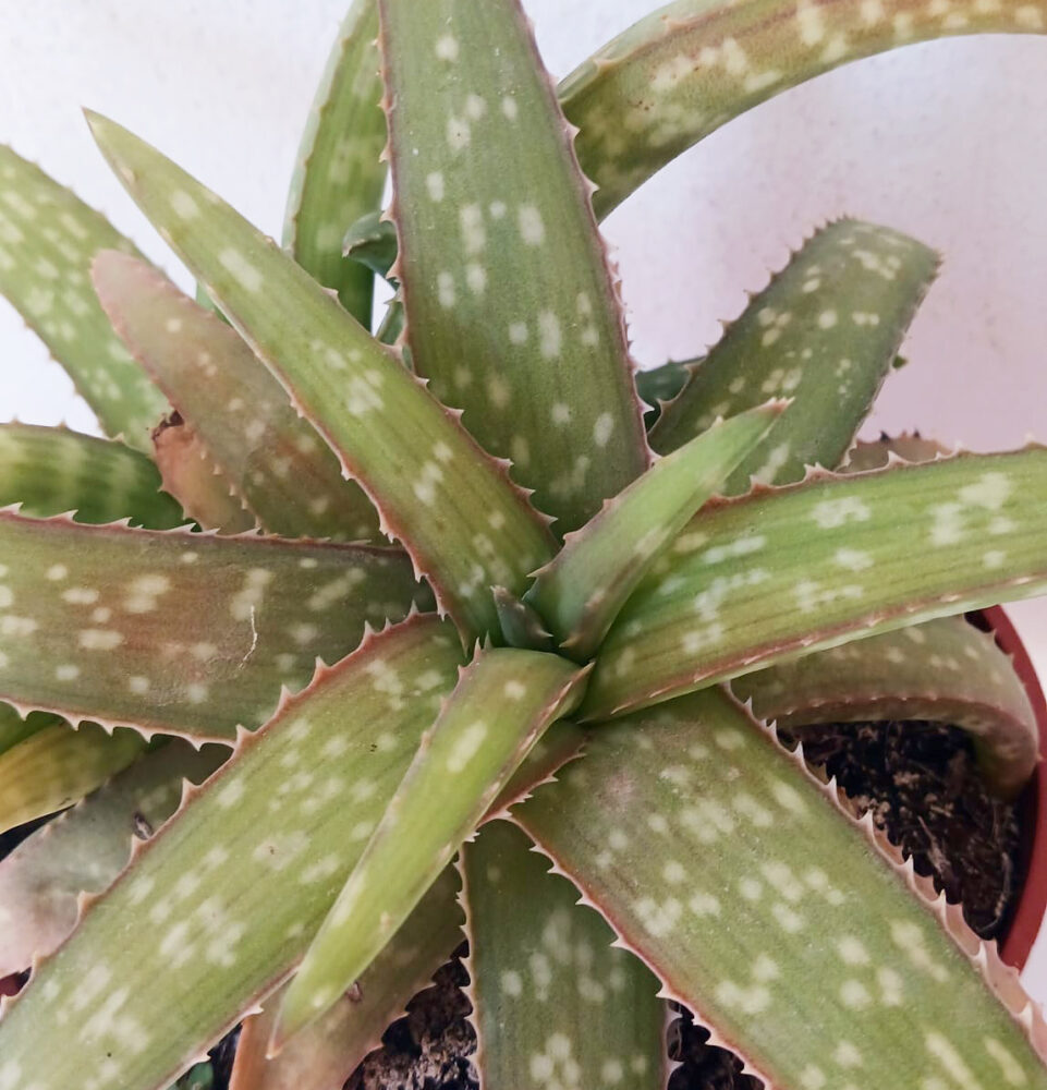 Aloe ellenbeckii - Imagen 4
