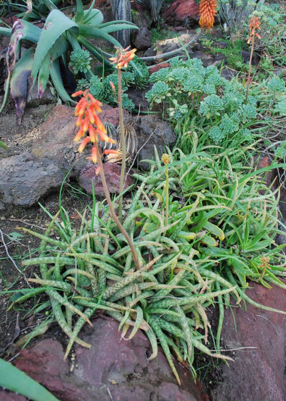 Aloe ellenbeckii - Imagen 5