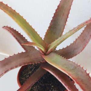 Aloe spicata