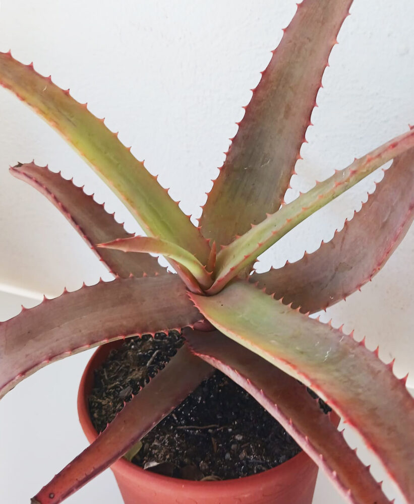 Aloe spicata - Imagen 2