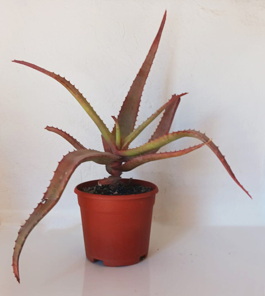 Aloe spicata