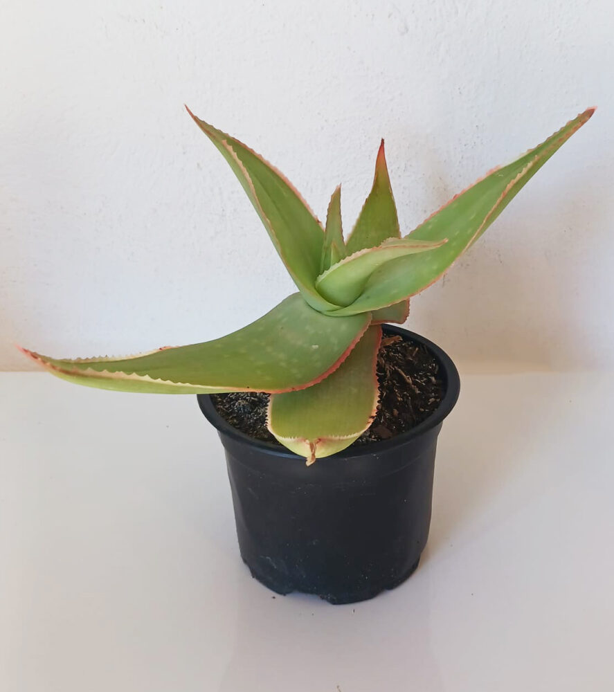 Aloe striata - Imagen 2