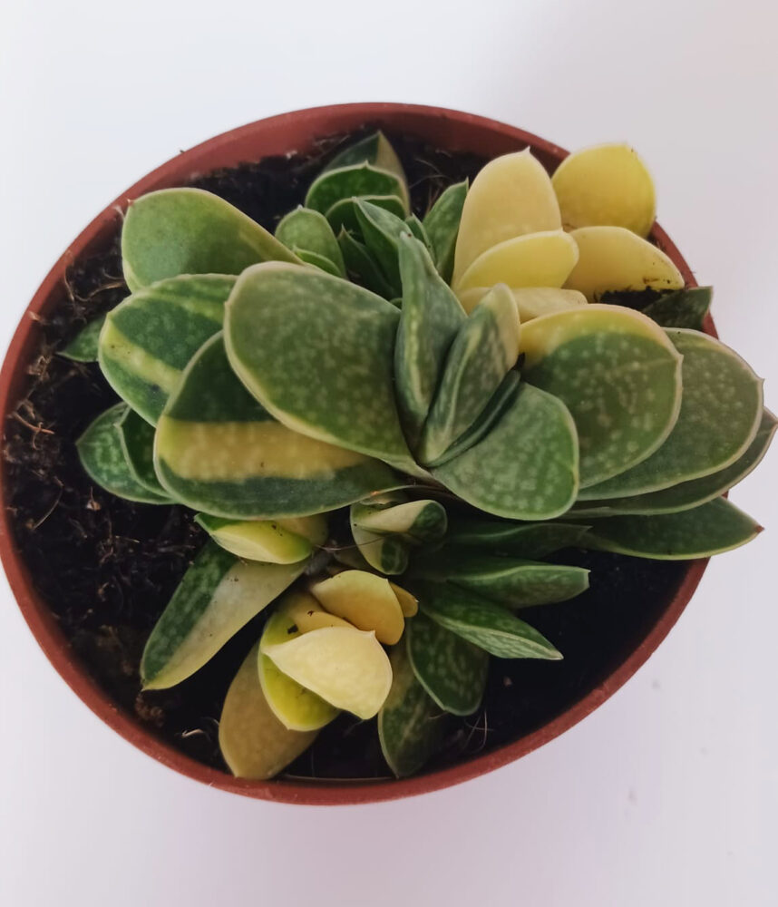 Gasteria maculata variegata - Imagen 5