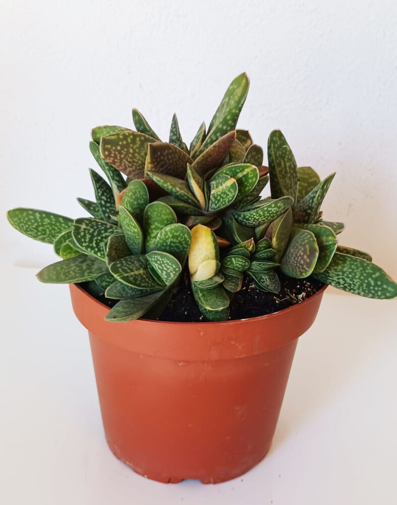 Gasteria maculata variegata