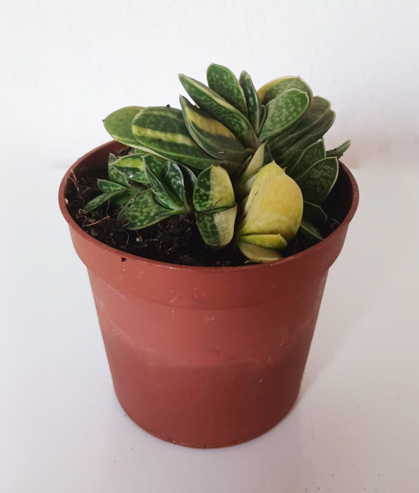 Gasteria maculata variegata - Imagen 4