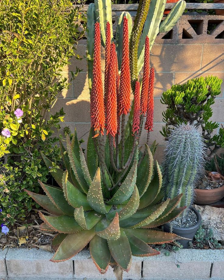 Aloe aculeata - Imagen 4