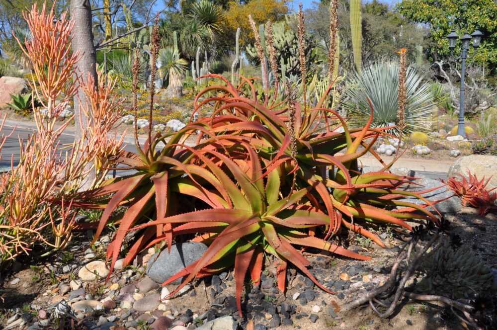 Aloe spicata - Imagen 3