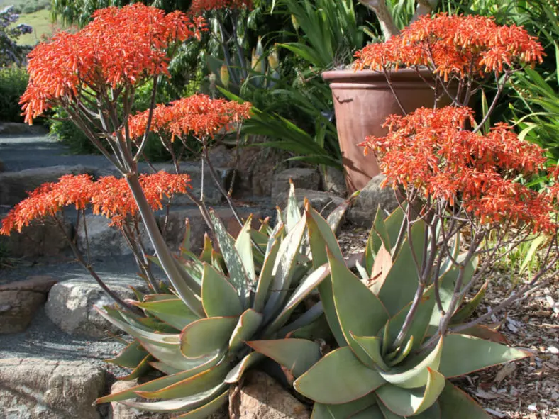 Aloe striata - Imagen 4