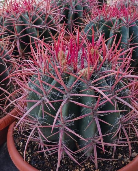 comprar cactus online