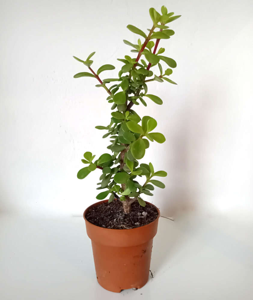 Portulacaria afra - Imagen 2