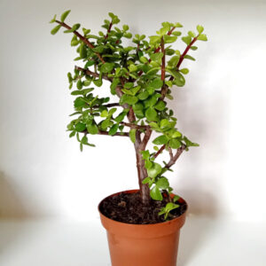 Portulacaria afra