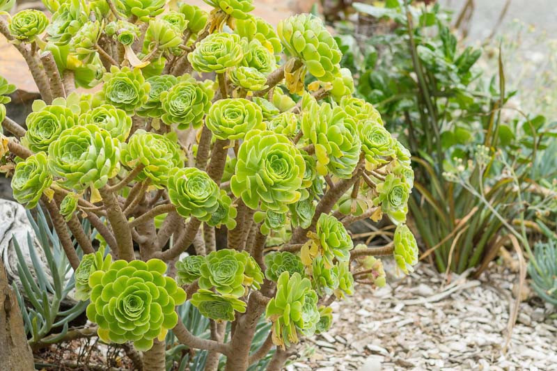 Aeonium arboreum - Imagen 5