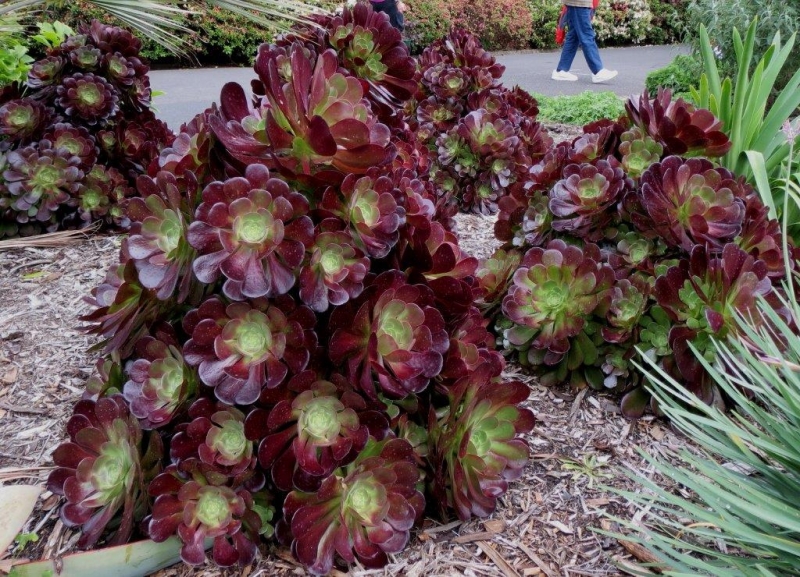 Aeonium velour - Imagen 4