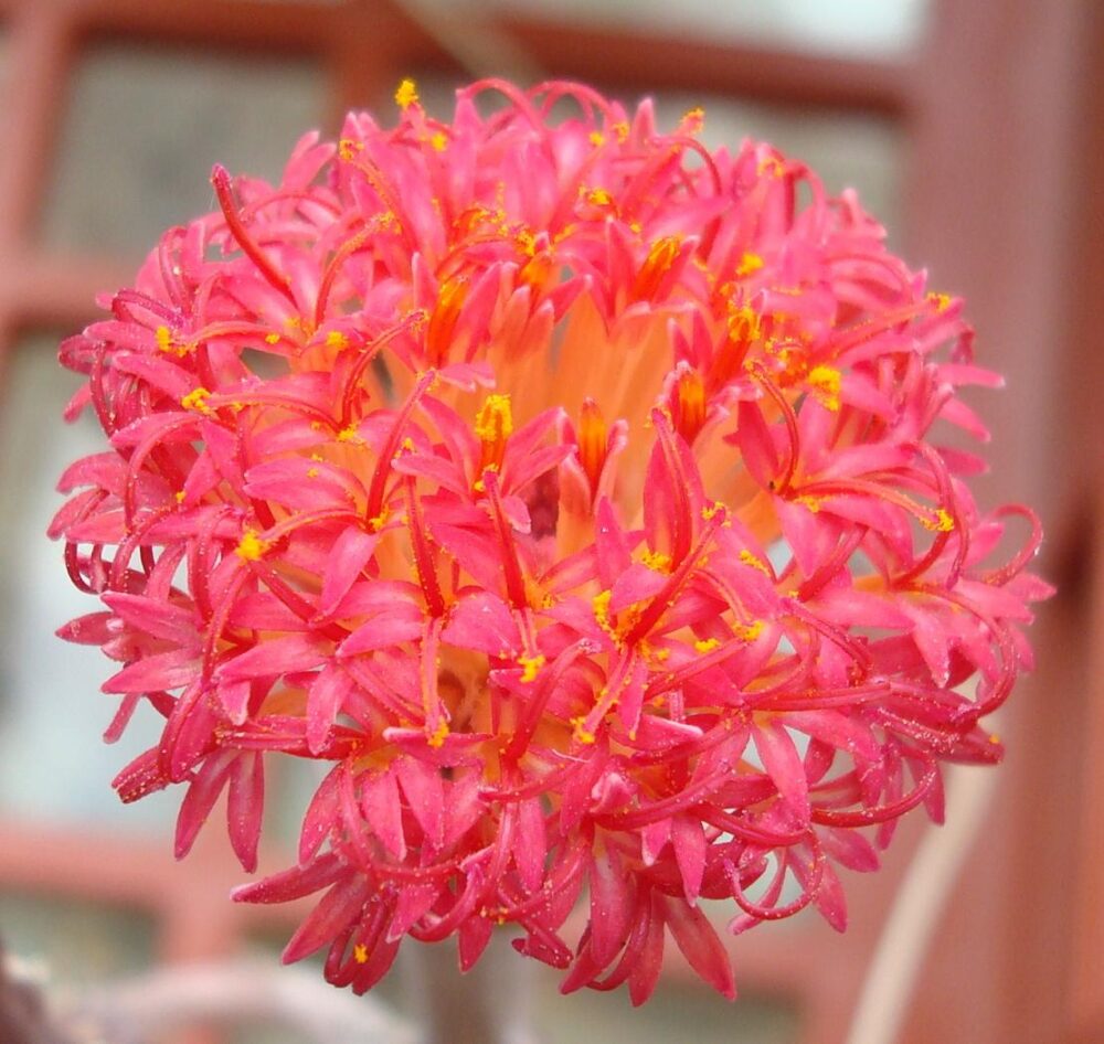 Senecio pendulus - Imagen 3