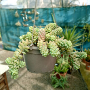 Sedum morganianum cv. burrito (Sedum burrito)