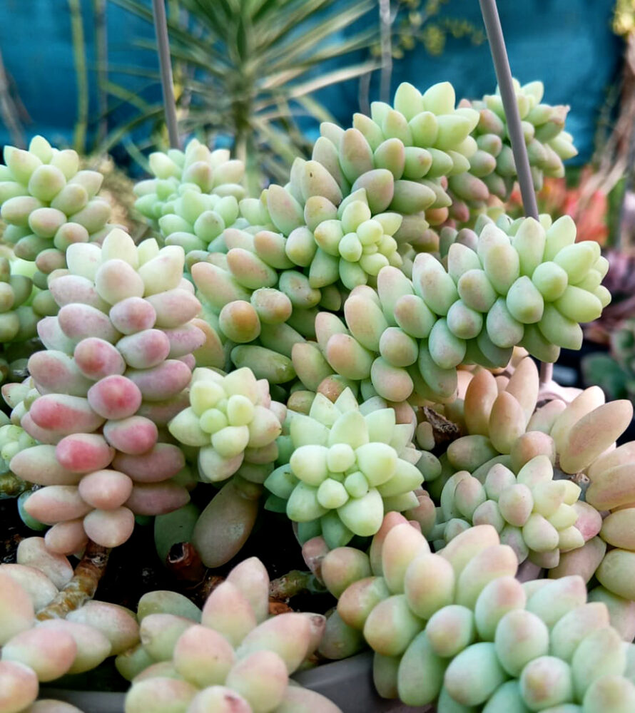 Sedum morganianum cv. burrito (Sedum burrito) - Imagen 2