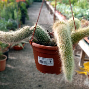 Cleistocactus colademononis (Cactus cola de mono)