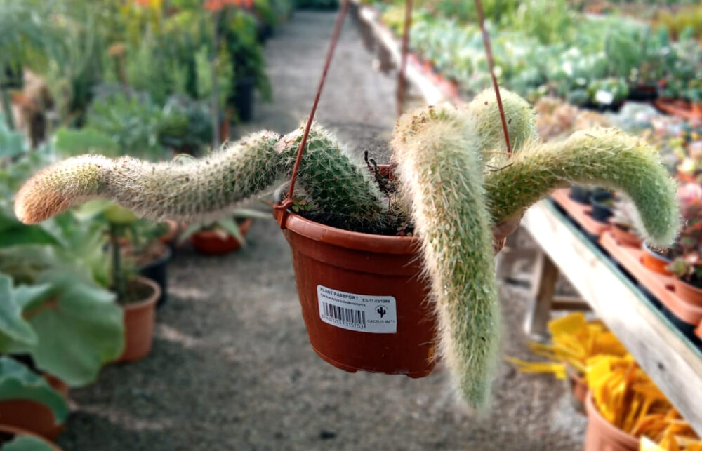 Cleistocactus colademononis (Cactus cola de mono)